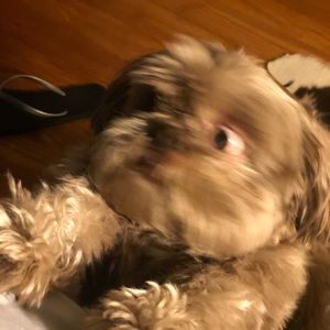 Meet your Posher, Ilze